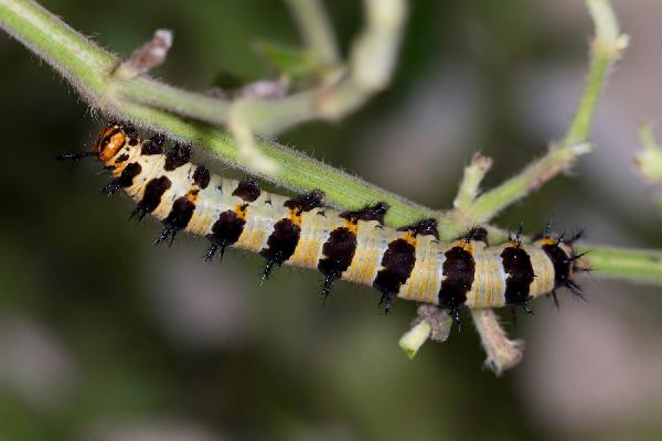 SOUTH AFRICA, Final instar larva of Catacroptera cloanthe